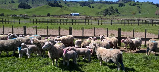 image of sheep before docking