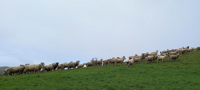 image of terminal lambs on grass