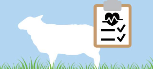 illustration depicting worm diagnostics in sheep