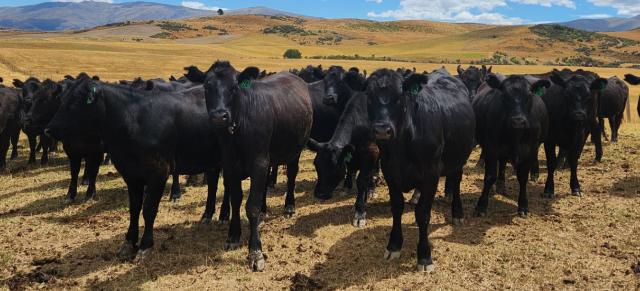 image of cows in central otago