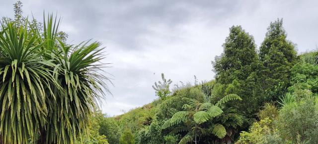 image of native trees on farm