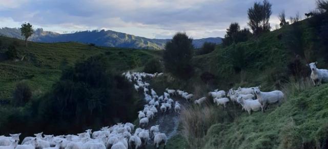 Image of Wairoa farm and sheep herd