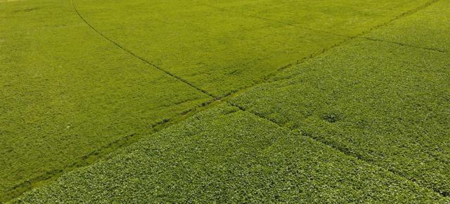 image of green short grassy field