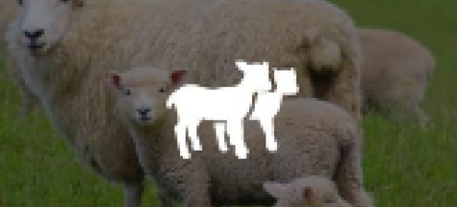 Lamb crop 21