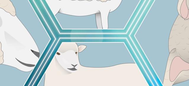 sheep illustrations in a grid