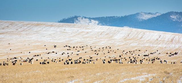 herd of sheep in NZ