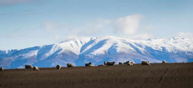 image of herd infront of snowy mountain