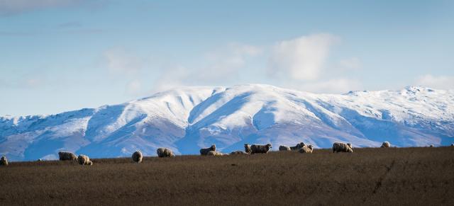 image of sheep and snowy hills