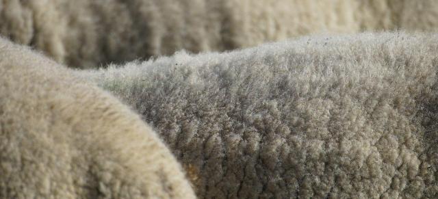 image of wool on three sheep
