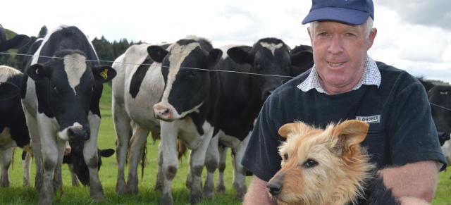 image of frag member and dog infront of dairy herd