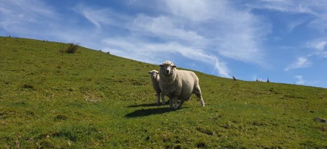 image of sheep and lamb on hill