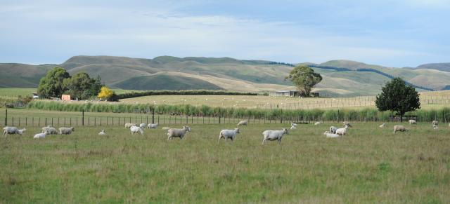 image of sheep grazing in dry paddock