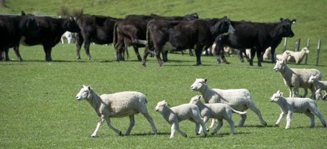 image of cattle and lamb