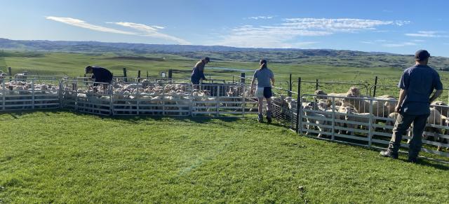 image of four famers docking sheep outside