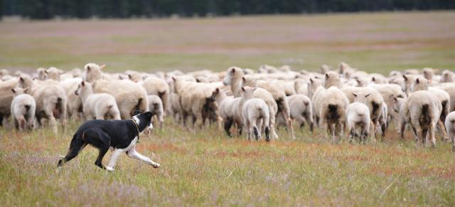 image of sheep mob and dog in dry paddock