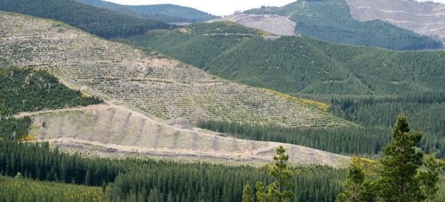 image of plantation in Jollies Pass, Hanmer Springs, Canterbury