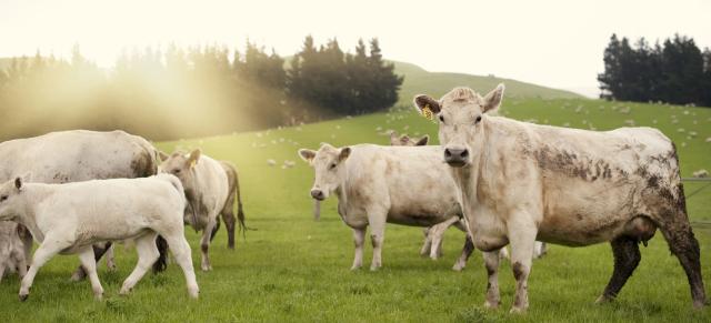 image of golden cows in field