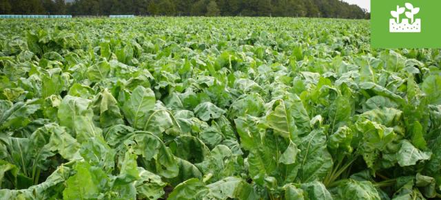 Forage cropping
