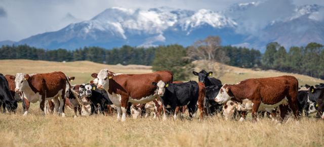 image of beef cow herd infront of snowy mountain