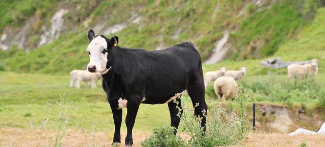 image of dairy cow infront of sheep