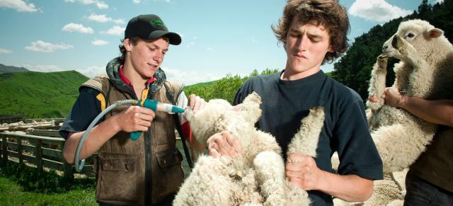 image of two cadets drenching sheep