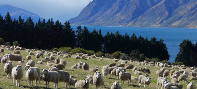 image of sheep infront of pine trees and mountains