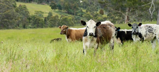 image of dairy beef cows in green pastures