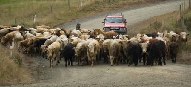 image of ute following herd of cows on dusty road