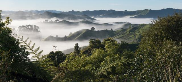 image of NZ farm in mist