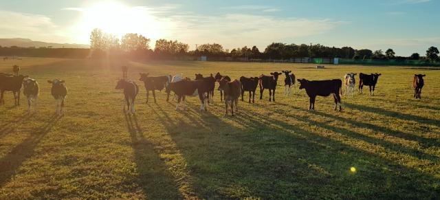 image of cows at sunset
