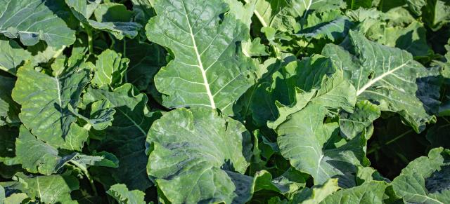 image of winter crops