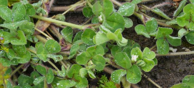 image of sub clover and small white flowers