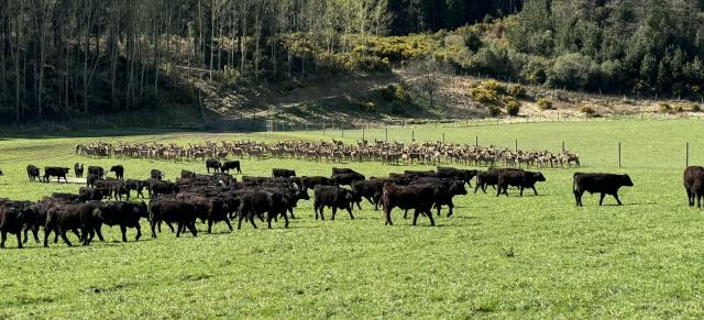 image of black cows and deer in distance