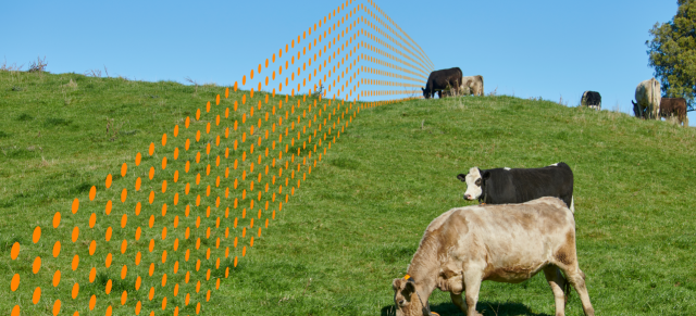 image of cows wearing collars and orange boundary line