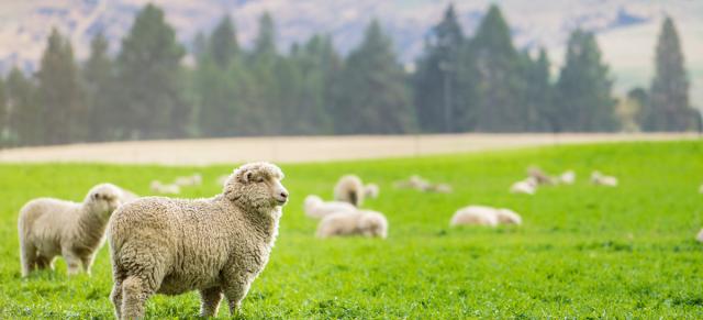 image of sheep in focus and out of focus on nz farm
