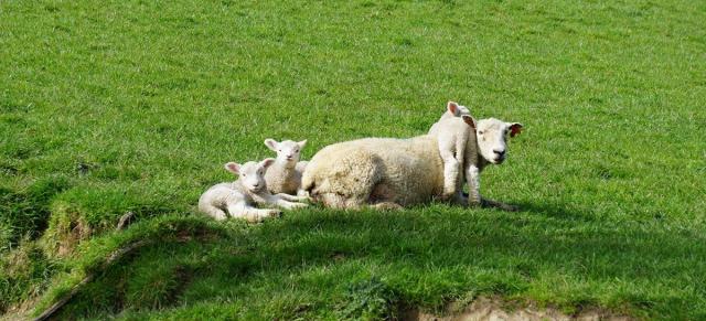 image of ewe with three lambs on her