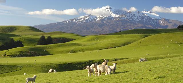 image of sheep and lambs in front of snowy mountain