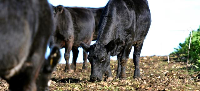 Winter forage