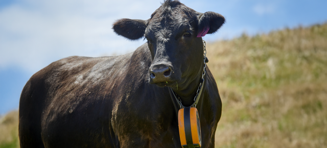 image of a cow with a collar on it