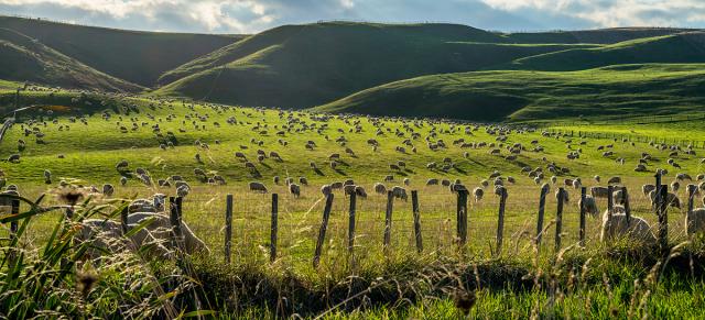 image of rolling hills and sheep behind fence