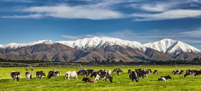image of cows grazing infront of snowy mountains