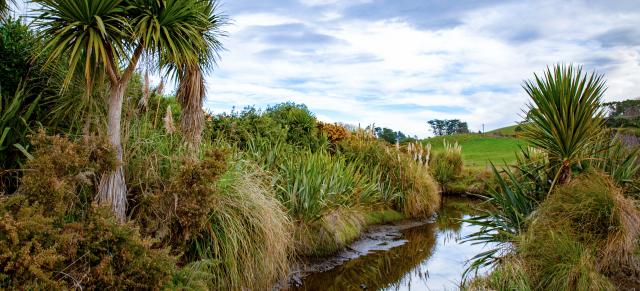 image of nz native trees and plantings next to stream running through farm