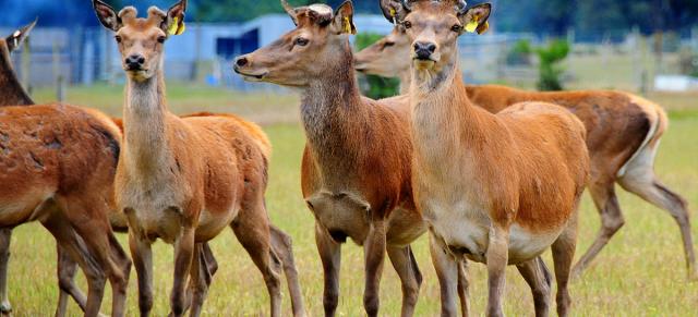 image of deer on farm