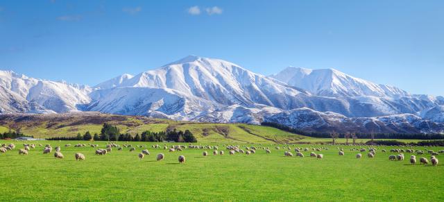 image of sheep infront of snowy mountains