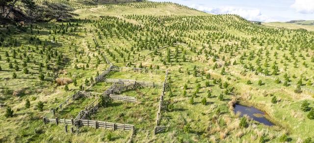 image of pine plantings on farm