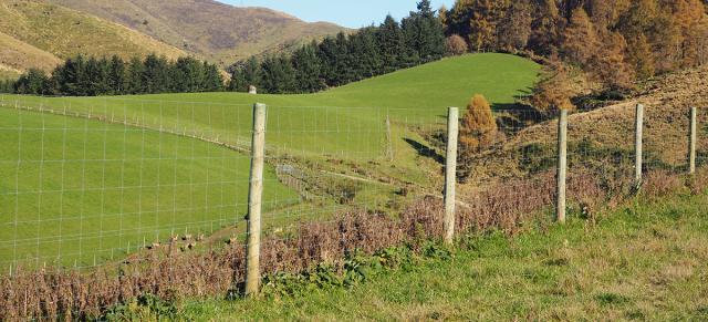 image of deer in paddock behind fence