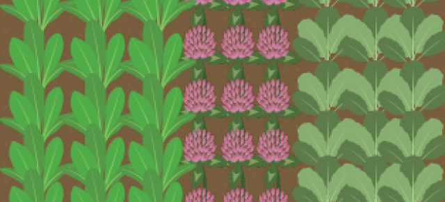 animated image of three plantings of forages