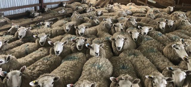 image of sheep in the shed waiting to get shorn