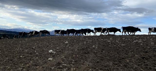 Image of cows moving next to forage crops