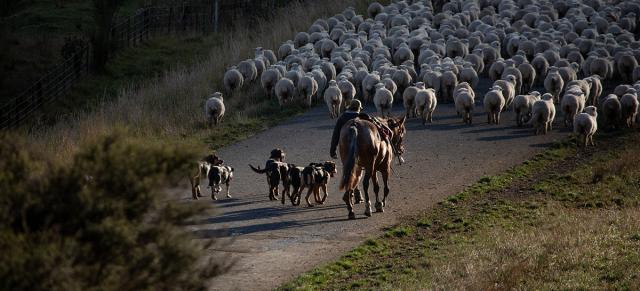 farmer and sheep with horses
